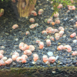 Escargots Planorbes roses