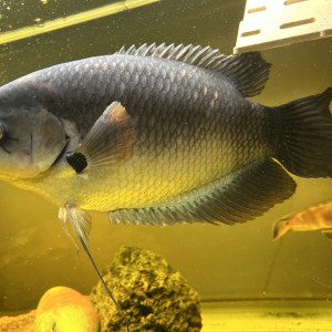 Gourami Géant