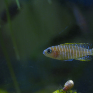 don de Neolamprologus similis