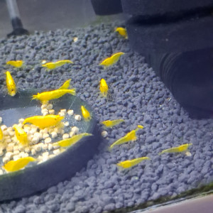 Crevette yellow néon