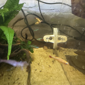 Guppy et tetra jaune