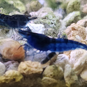 Lot de 12 crevettes blue diamond