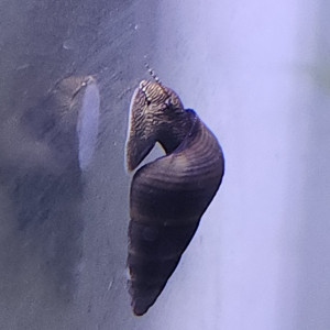 Lot de 6 escargot tylomelania livraison gratuite