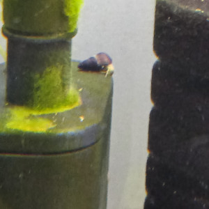 Lot de 6 escargot tylomelania livraison gratuite