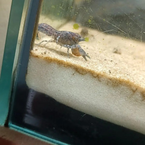 Nano écrevisses CPB