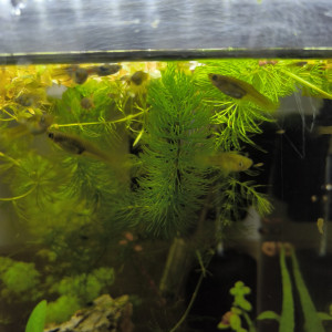 A vendre Guppys Endler