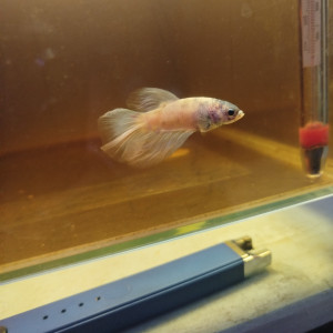 Bettas poissons combattant