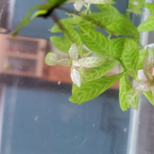 Plantes d’aquarium – Fougères de Java, Hygrophila, Laitue d’eau – Packs au choix