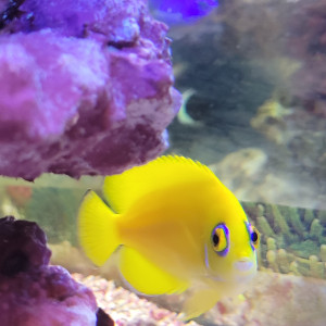 aquarium d angle complet eau de mer trigon 190 litres