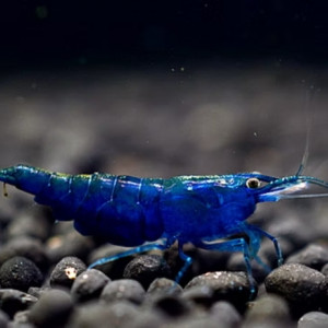 Lot de 10 Crevettes Bleue "Blue Velvet" Neocaridina