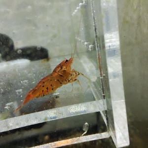 crevettes tiger tangerine