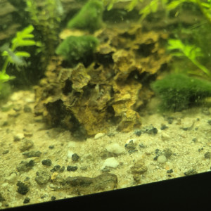 Ecrevisse Cambarellus-Diminutus