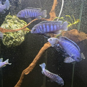 Échanges cychlidés Malawi contre plantes sur bois