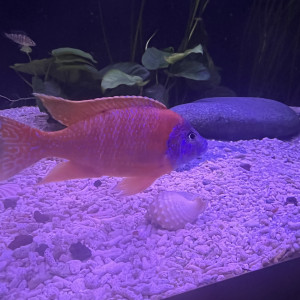 Aulonocara sport red