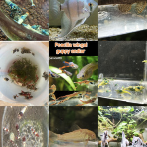 Scalaire blue diamond