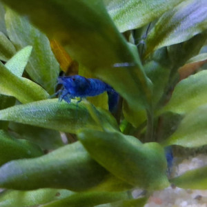 Crevette neocaridina