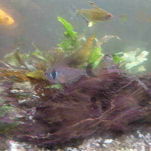 6 Tetras citron et 1 Tetra fantôme