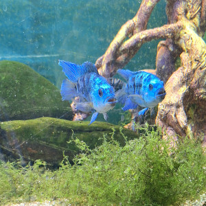 Cichlasoma octofasciatum Blue jack dempsey