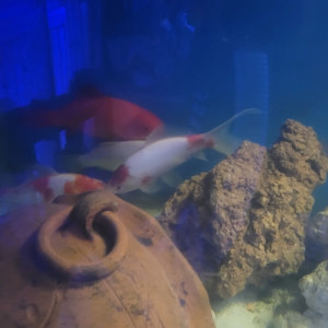 7 voiles de chine de disponible en 25 cm