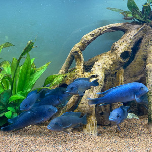 Donne Cichlides Lac Malawi