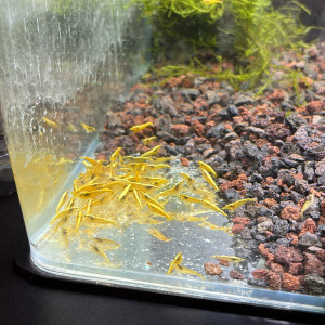 Crevette yellow gold