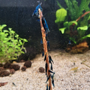 Neocaradina Blue Velvet