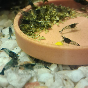 Crevette rili carbone Black