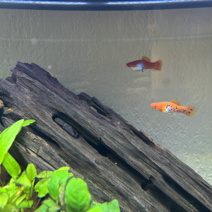 Donne poissons, crevettes et plantes