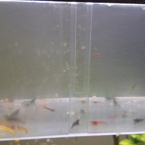 CREVETTE NEOCARIDINA DÉCLASSÉ TOUT VENANT ET COULEUR ET TAILLE