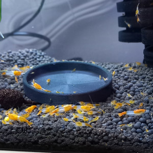 Crevette neocaridina rili orange