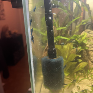 Neocaridina blue velvet