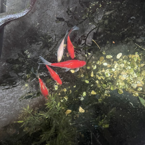 5 poissons rouge à donner