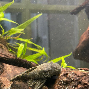 Don – 2 Gyrinocheilus aymonieri contre bons soins