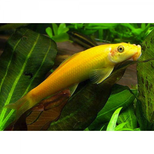 Don – 2 Gyrinocheilus aymonieri contre bons soins