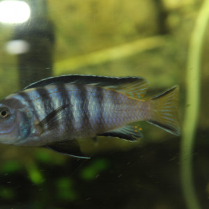 Beau mâle cherche fiancée