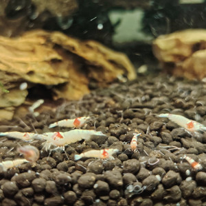 Crevette red  crystal