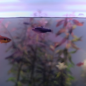 Recherche nouvelle maison pour mon vivant