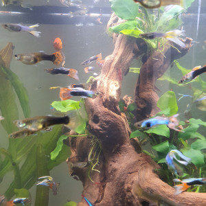 Échange guppys endler