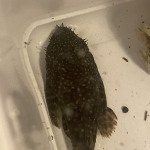 Ancitrus male