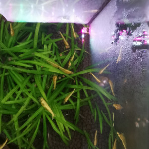 Crevette yellow neon