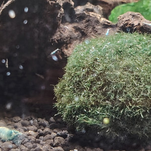 Crevette  blues déclassées