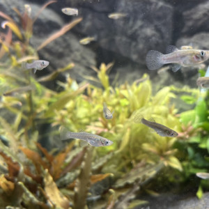 Poissons guppy sauvage