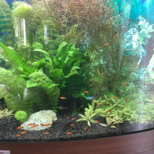 Bébés xipho porte épée