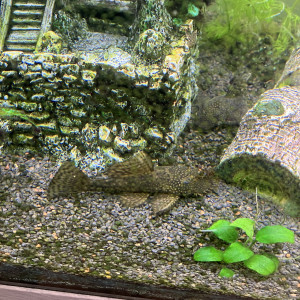 Donne ou échange Ancistrus