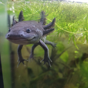 Axolotl Besançon