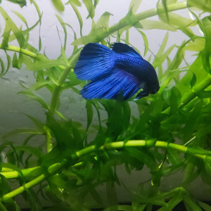Betta 5