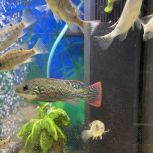 Oreochromis Mossambicus