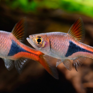 10 Rasbora heteromorpha (rasbora arlequin)