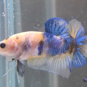 Jeune male betta plakat combattant yellow koi 4,5 mois