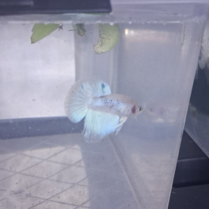 Betta male plakat halfmoon 3 mois et demi